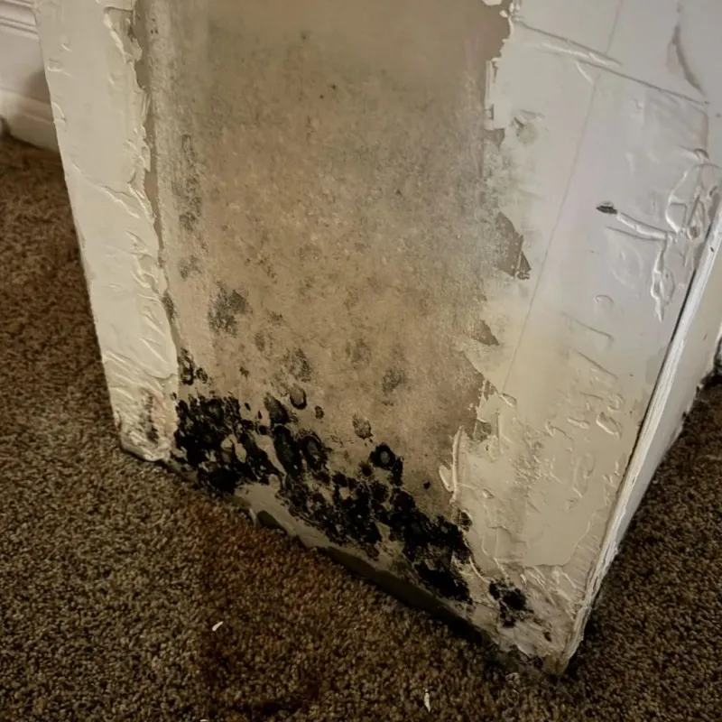 Professional Mold Removal in Oakboro, NC